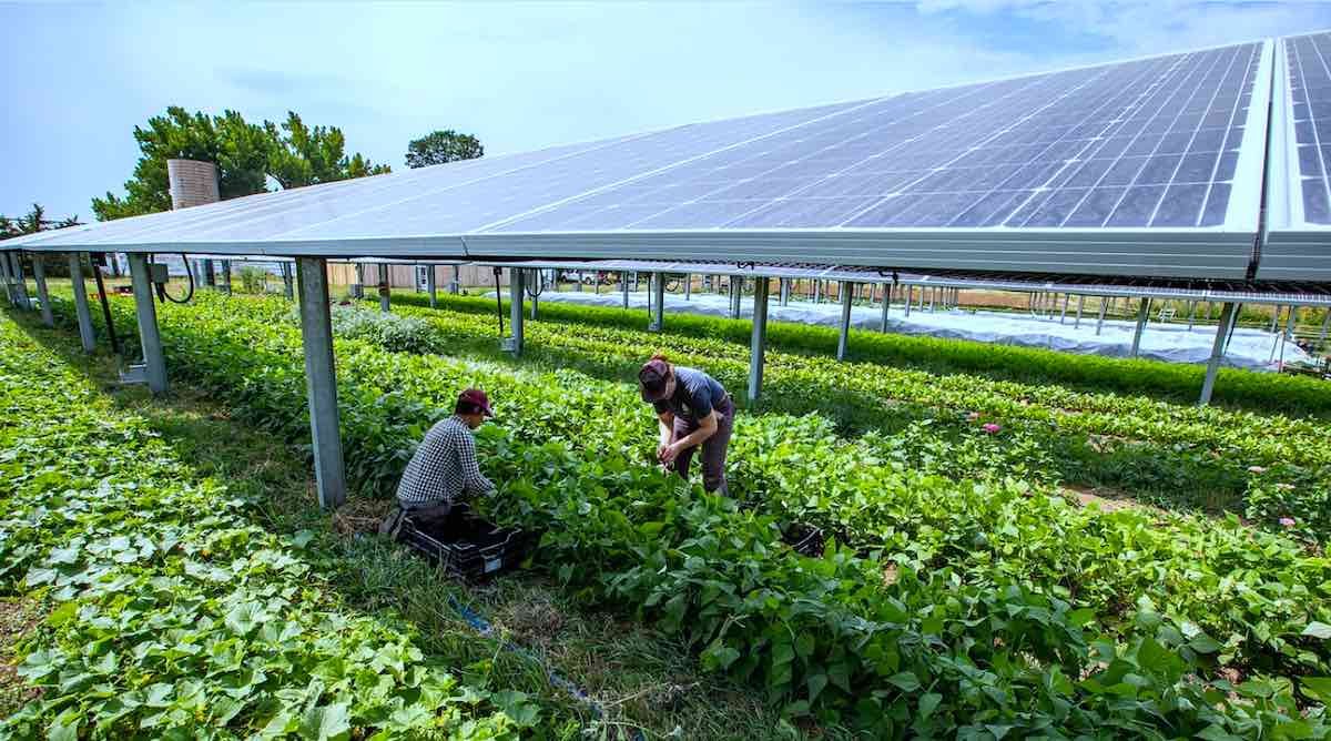 Solar Panels Plus Farming? Agrivoltaics Explained. A possible future Tech for Moldovan Farmers